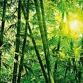 Bamboo - Bambusový les - fototapeta FT123