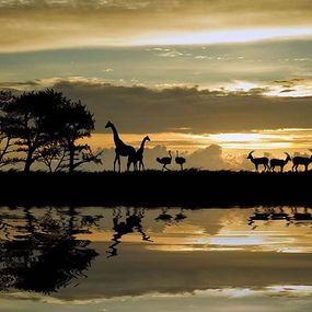 Fototapeta Safari v Afrike 134 - samolepiaca