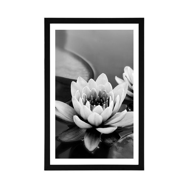 Plagát s paspartou lotosový kvet v jazere v čiernobielom prevedení - 20x30 white
