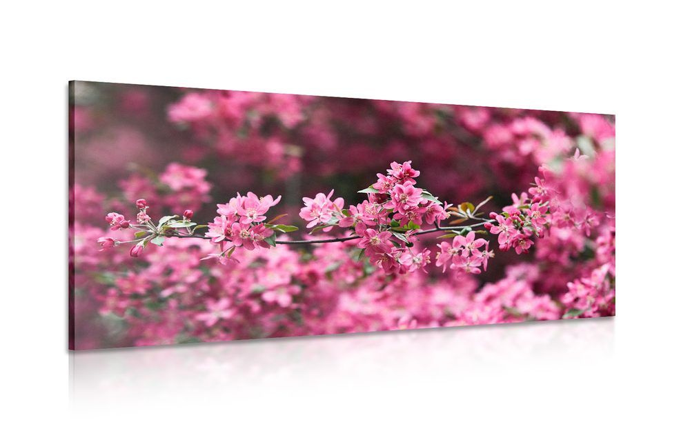 Obraz detailné kvety čerešne - 120x60