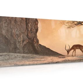 Obraz krásna africká antilopa - 120x60