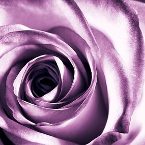 Purpurová ruža - fototapeta FS0713