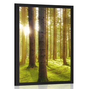 Plagát slnečné ráno v lese - 60x90 black