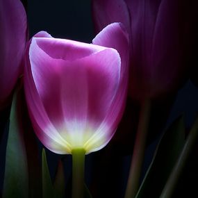 Tapety s kvetmi - Fialový tulipán 3139 - vinylová