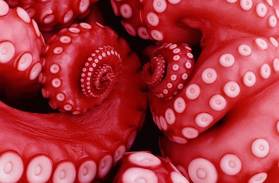 Chobotnica fototapeta FSA0706