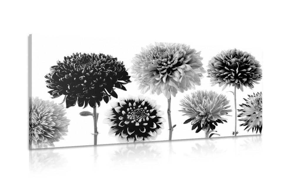 Obraz kvety dálie v rozmanitom dizajne v čiernobielom prevedení - 120x60