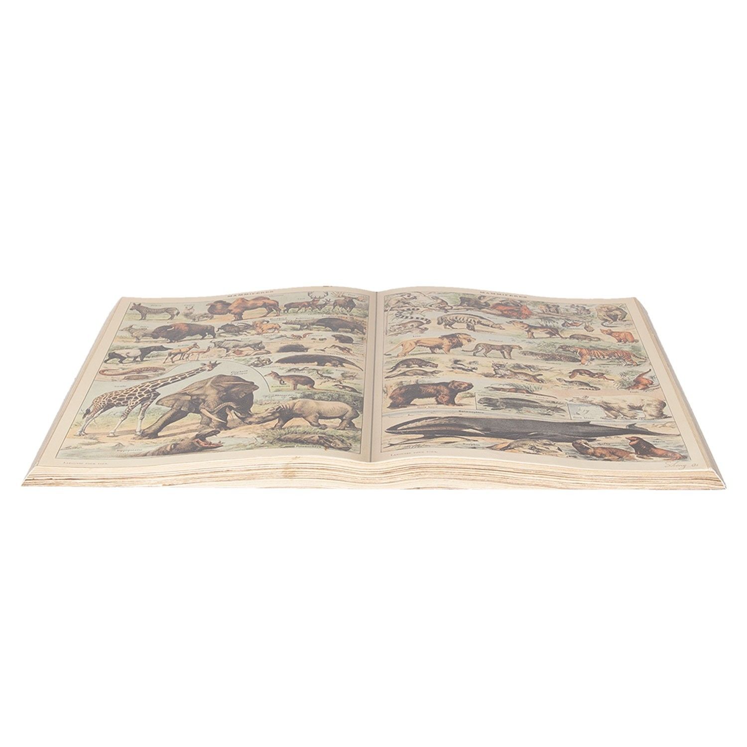 Dekoračné obraz otvorená kniha so zvieratami - 65 * 40 cm