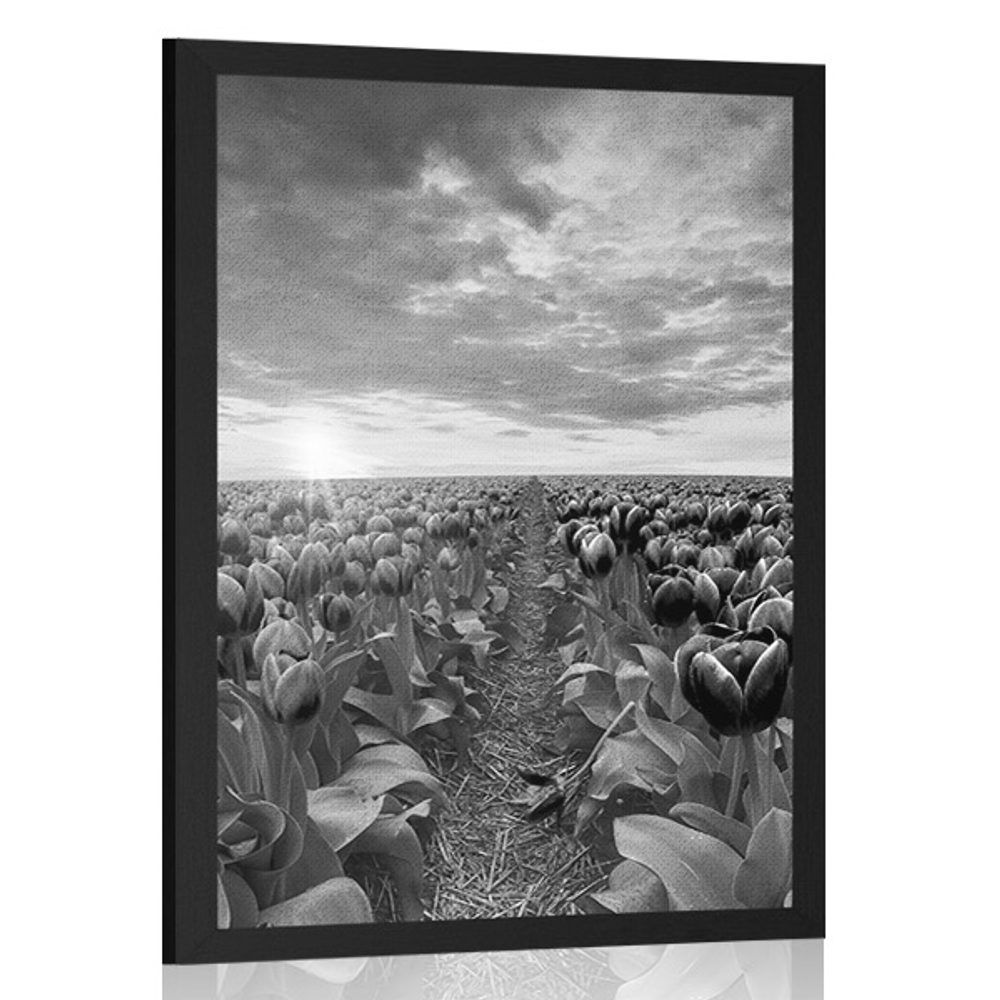 Plagát východ slnka nad lúkou s tulipánmi v čiernobielom prevedení