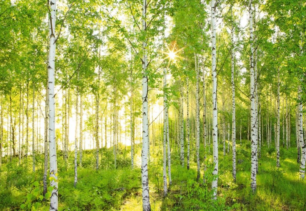Sunday KOMR 915-8 Fototapeta Komar Brezy National Geographic, veľkosť 368x254 cm