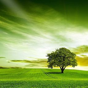 Obraz Zelený Strom zs24425
