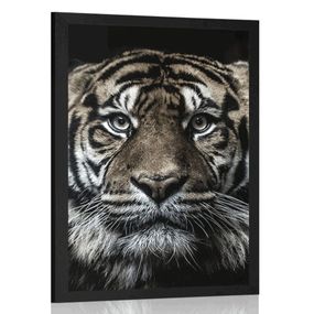 Plagát tiger - 40x60 black