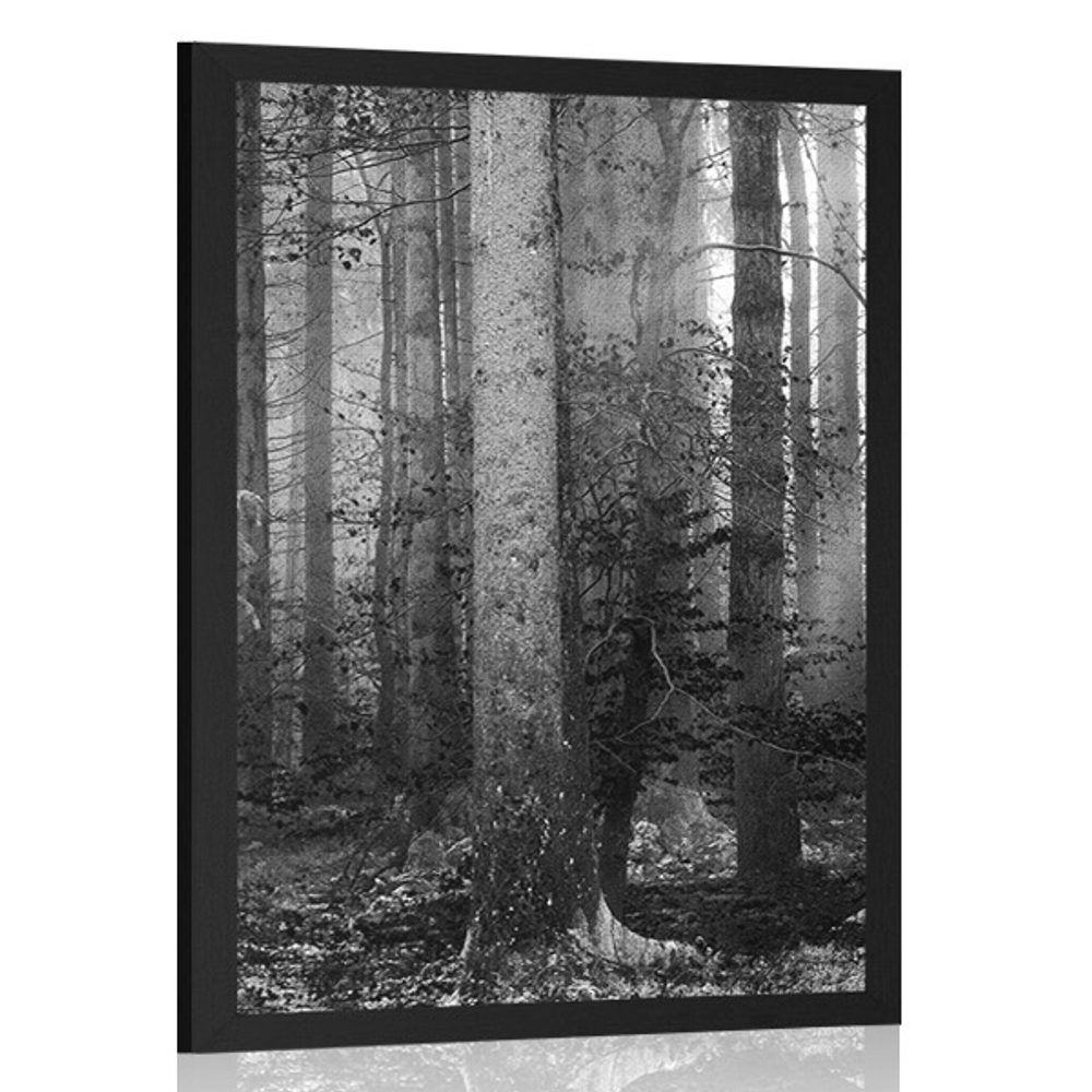 Plagát tajomstvo lesa v čiernobielom prevedení - 40x60 black