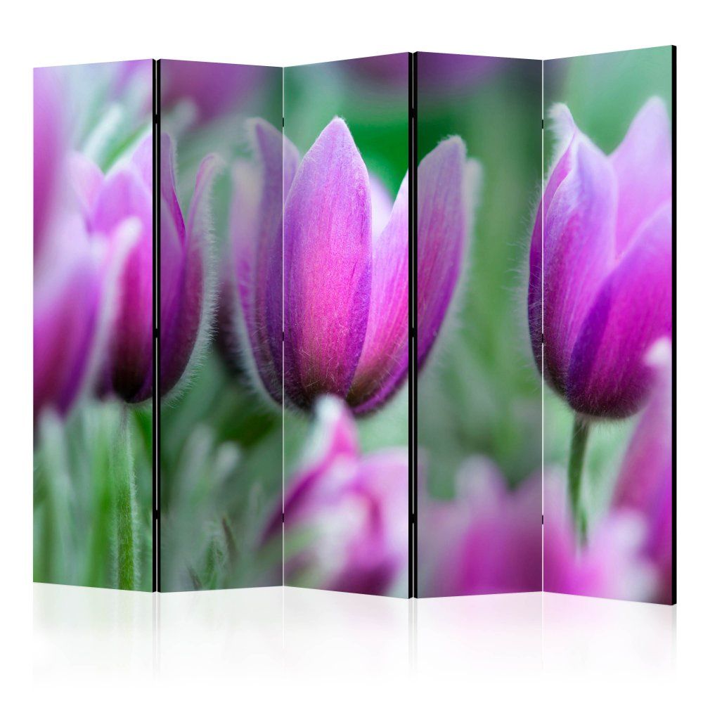 Paraván Purple spring tulips Dekorhome 225x172 cm (5-dielny)