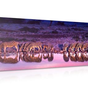 Obraz zebry v safari - 120x60