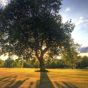 Stromy Obrazy Panoráma zs3262