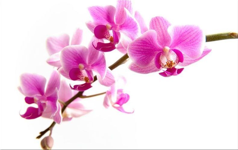 Orchidea - Obraz na stenu zs99
