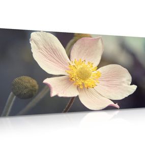 Obraz krehkosť kvetu - 120x60