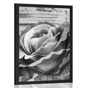 Plagát elegantná vintage ruža v čiernobielom prevedení