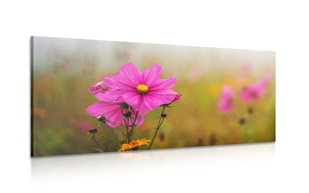 Obraz rozkvitnutý ružový kvet - 120x60