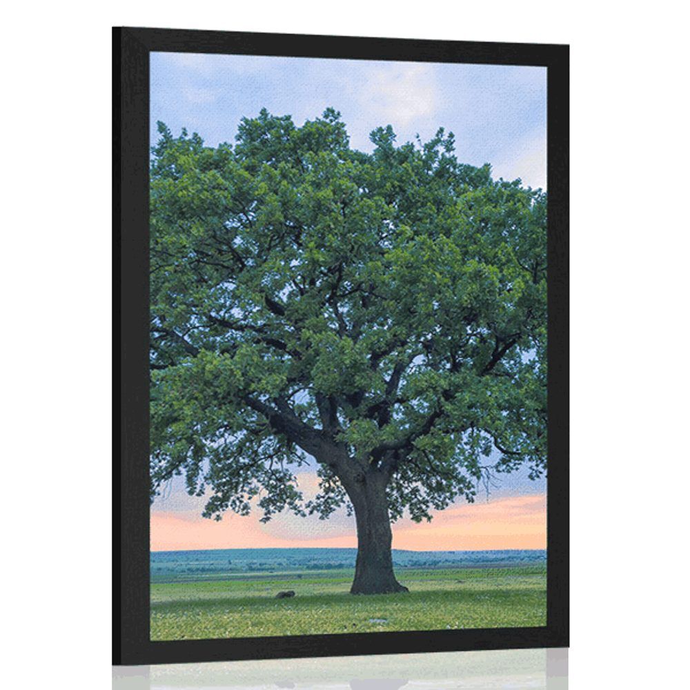 Plagát osamelý dub - 40x60 black