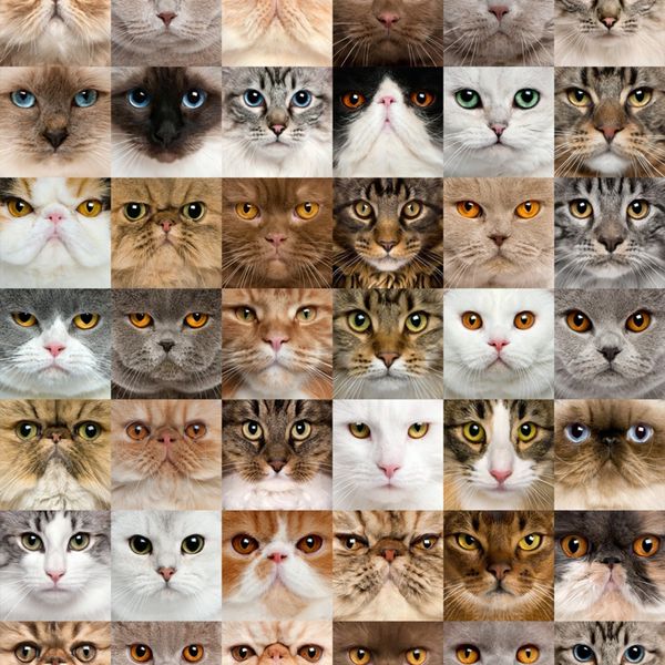 FCP L 6567 AG Design textilný foto záves obrazový Cats - Mačky FCPL 6567, veľkosť 140 x 245 cm