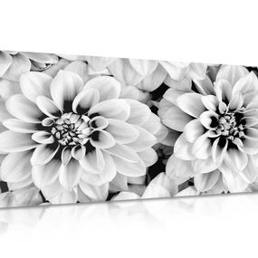 Obraz kvety dálie v čiernobielom prevedení - 120x60