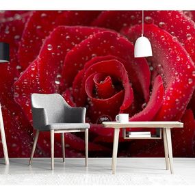 MS-5-0138 Vliesová obrazová fototapeta Red  Roses, veľkosť 375 x 250 cm