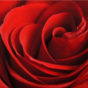 Obraz Ruža červená zs348
