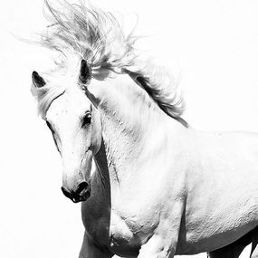 White Arabian Horse - fototapeta FS0701
