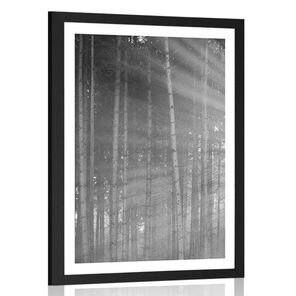 Plagát s paspartou slnko za stromami v čiernobielom prevedení
