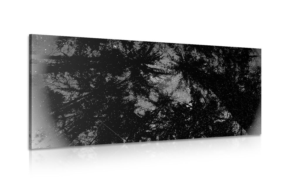 Obraz čiernobiely tropický les - 120x60