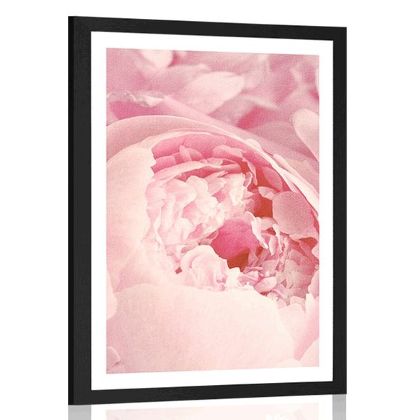 Plagát s paspartou lupienky kvetu - 40x60 white