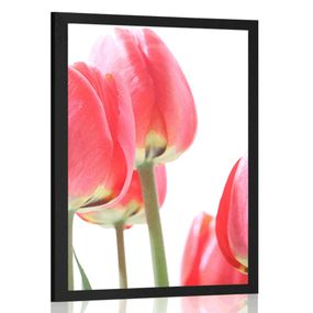 Plagát červené poľné tulipány - 30x45 black