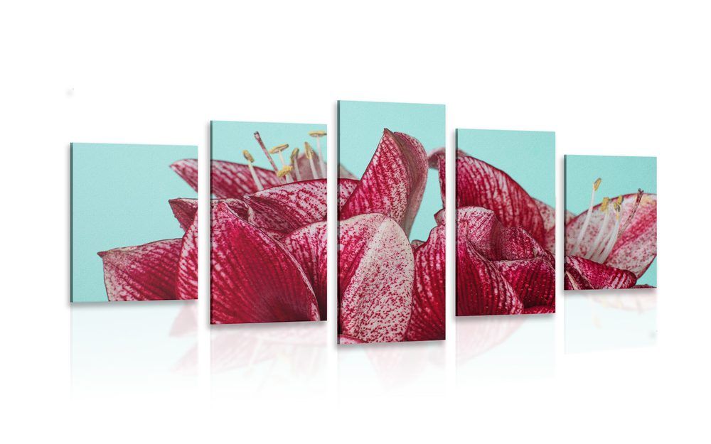 5-dielny obraz exotický amarylis na tyrkysovom pozadí