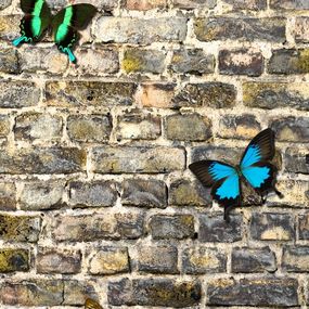 FTN V 2905 Vliesová fototapeta dverná Butterfly on the wall, veľkosť 90 x 202 cm