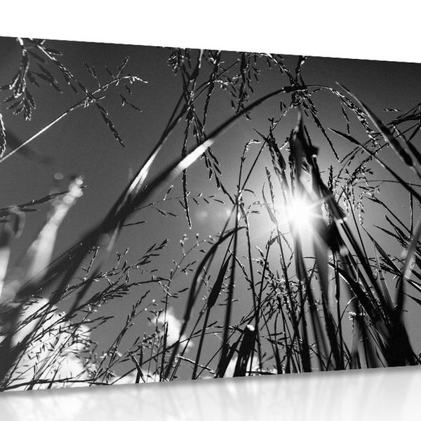 Obraz poľná tráva v čiernobielom prevedení - 60x40
