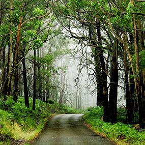 Fototapety - Stromy pri ceste 3252 - samolepiaca na stenu