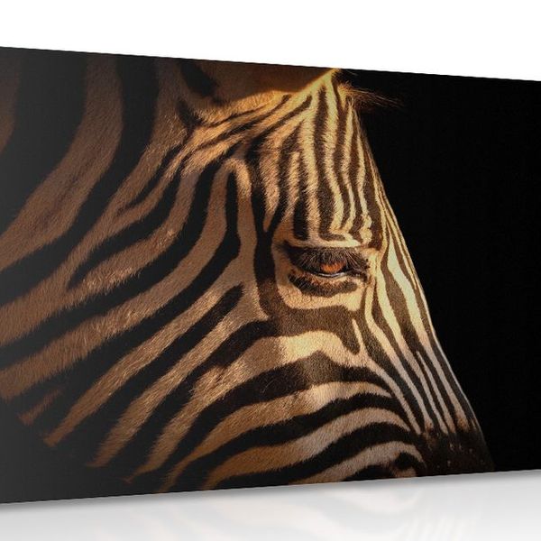 Obraz portrét zebry - 60x40