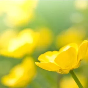 Obraz Poľné Kvety zs91