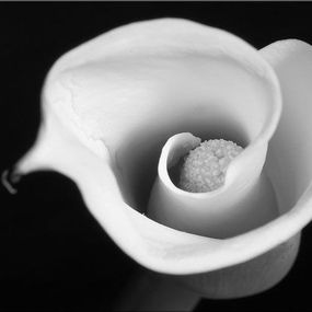 ciernobiely obraz - Kvet zs268