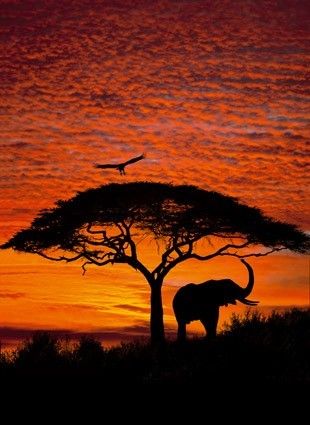 4-501 african-sunset Fototapeta Komar 270x184 cm