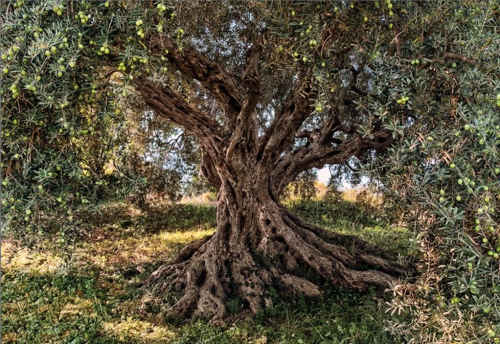 KOMR 135-8 Obrazová fototapeta Komar Olive Tree - olivovník toskánsky, veľkosť 368 x 254 cm