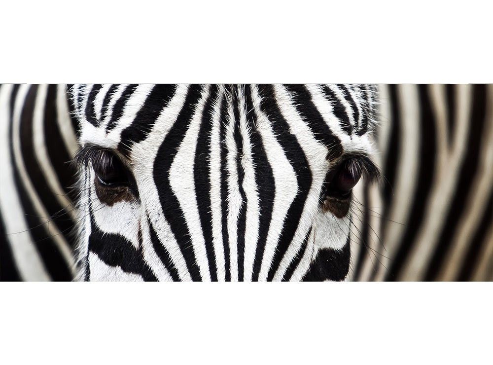 MP-2-0234 Vliesová obrazová panoramatická fototapeta Zebra + lepidlo Bezplatne, veľkosť 375 x 150 cm