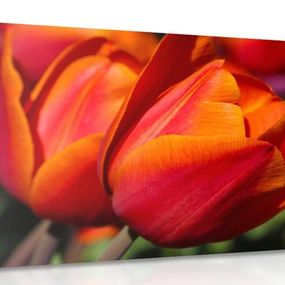 Obraz nádherné tulipány na lúke
