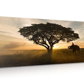 Obraz slon pri východe slnka - 120x60