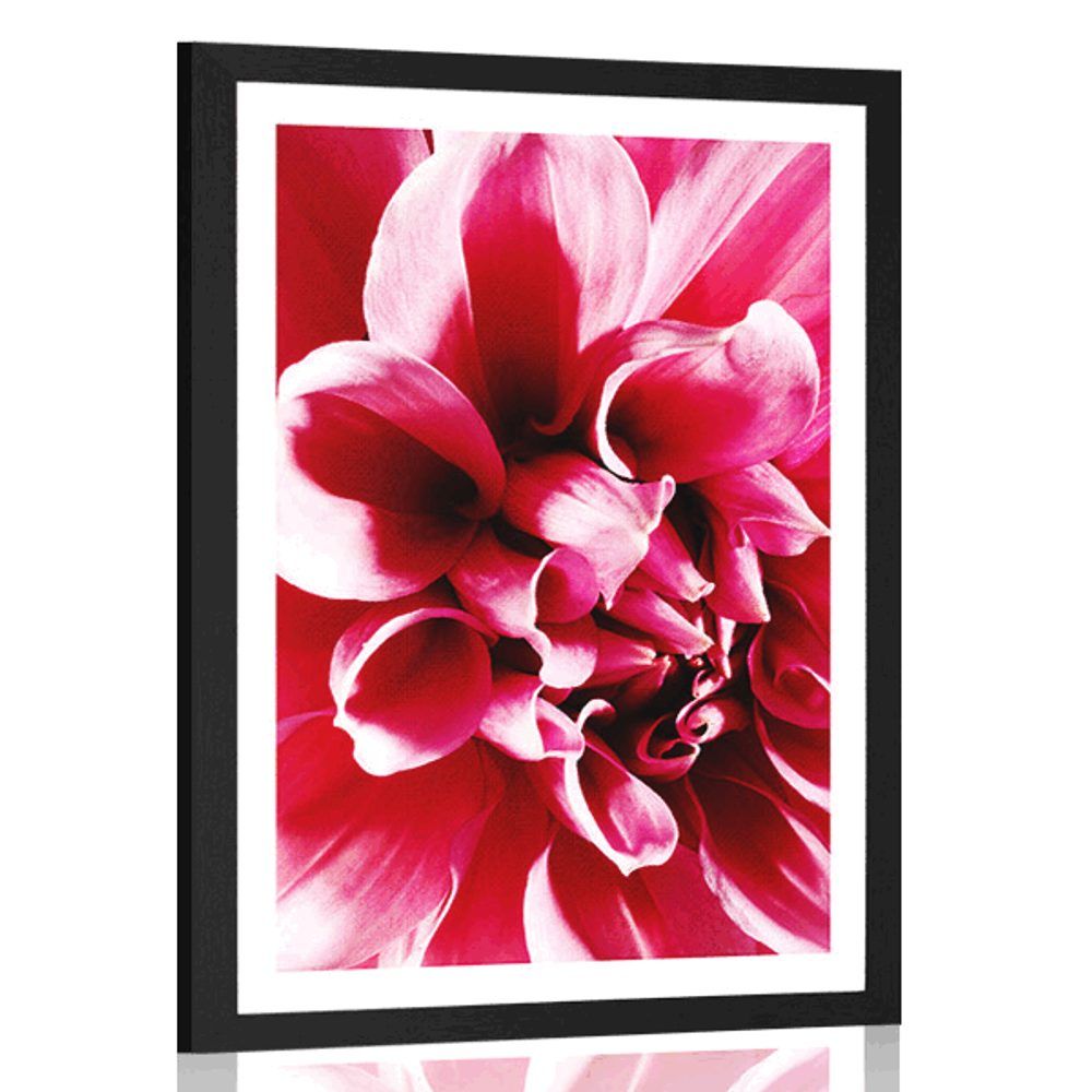 Plagát s paspartou ružový kvet