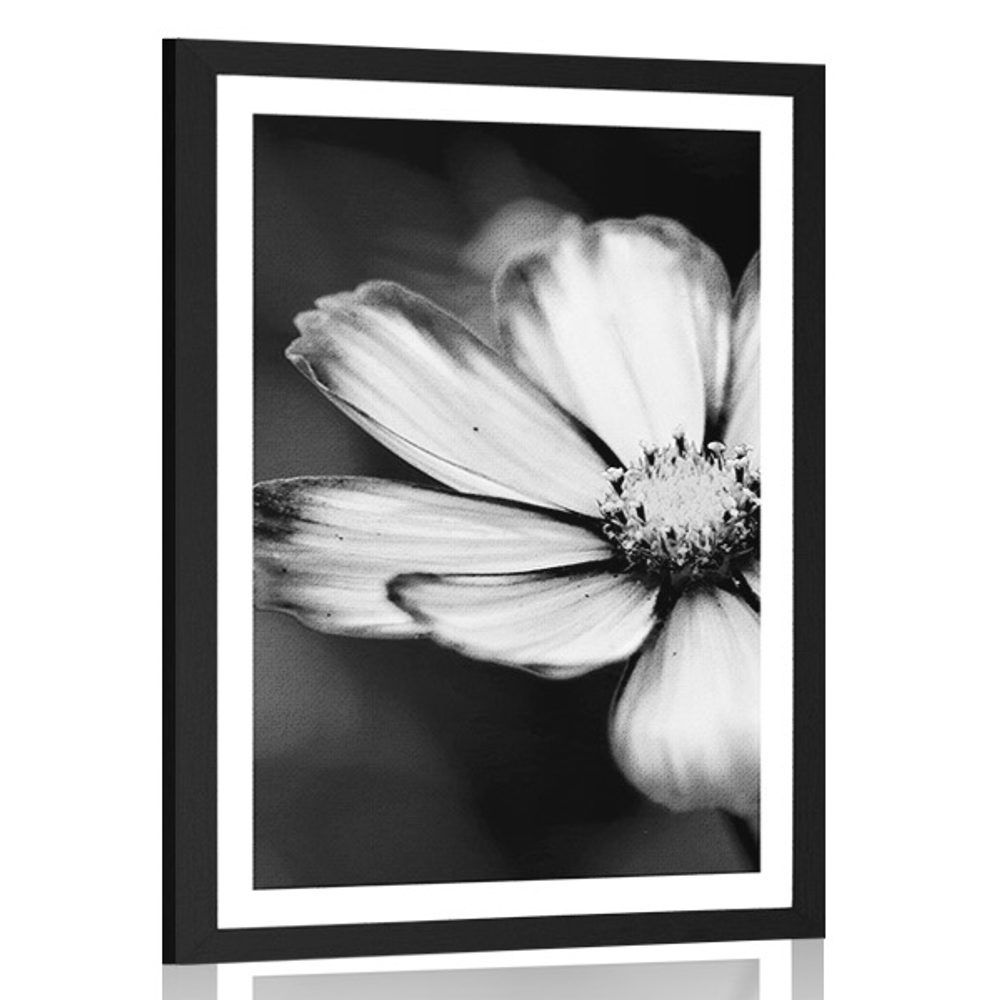 Plagát s paspartou záhradný kvet krasuľky v čiernobielom prevedení - 60x90 black