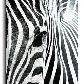 Zebra - Obraz na płótnie CS0550