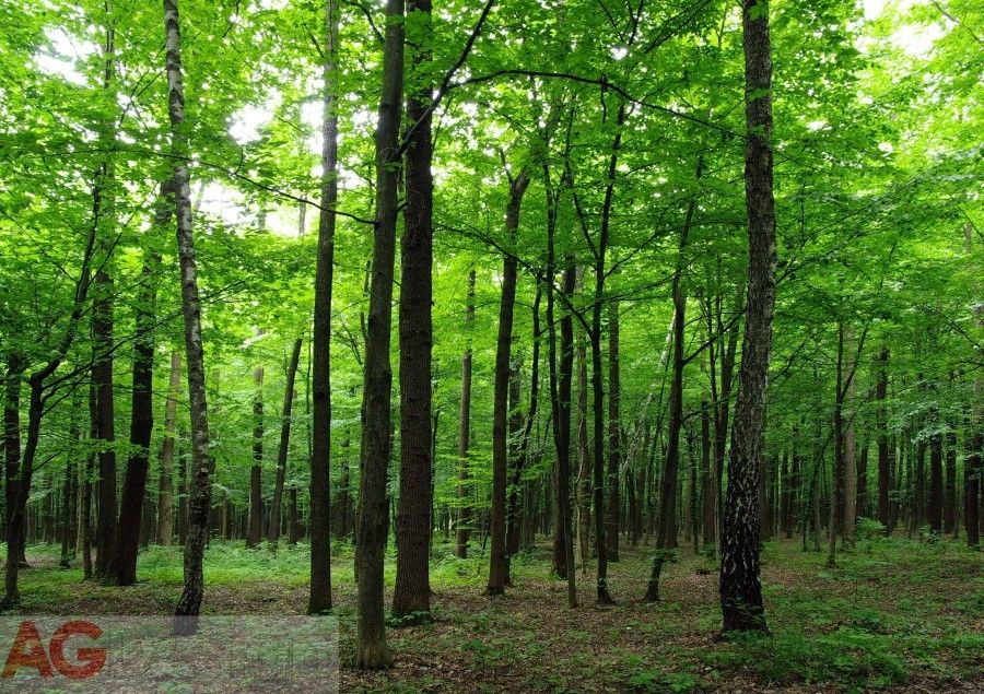 Fototapeta na stenu štvordielna FTS 1324 forest, veľkosť 360 x 254 cm