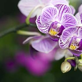 Obraz Orchidea zs18590